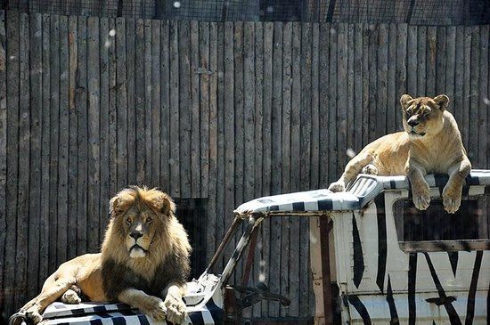 Grădina Zoologică Bucureşti