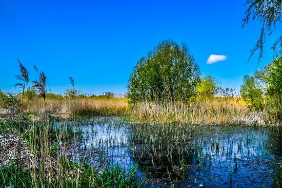 Lacul Văcărești