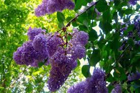 Pădurea de liliac Ponoarele