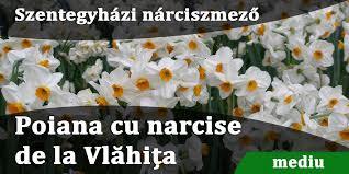 Poiana narciselor de la Vlăhița
